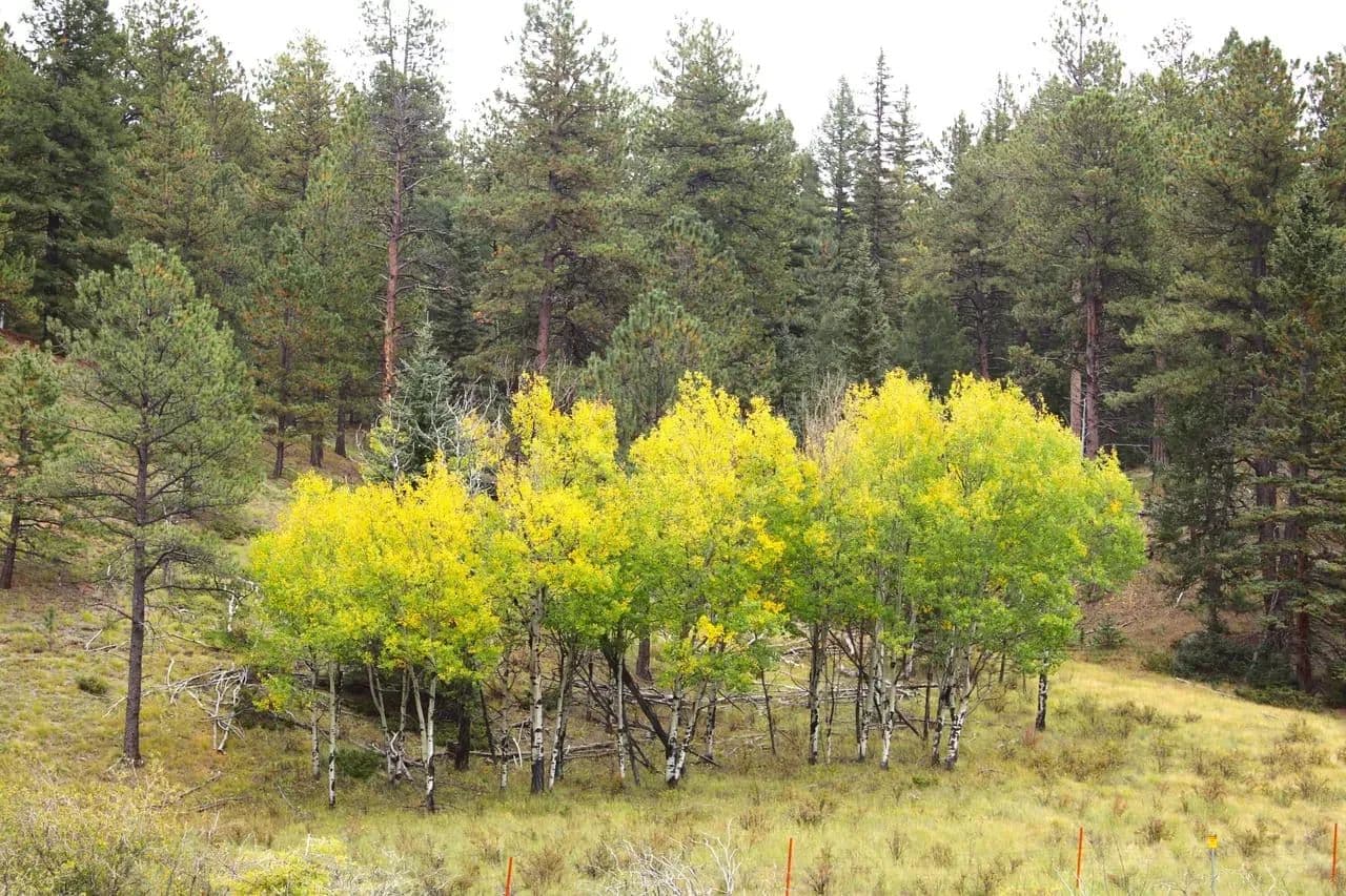 Bugling Elk Valley - Divide, Colorado, 80814