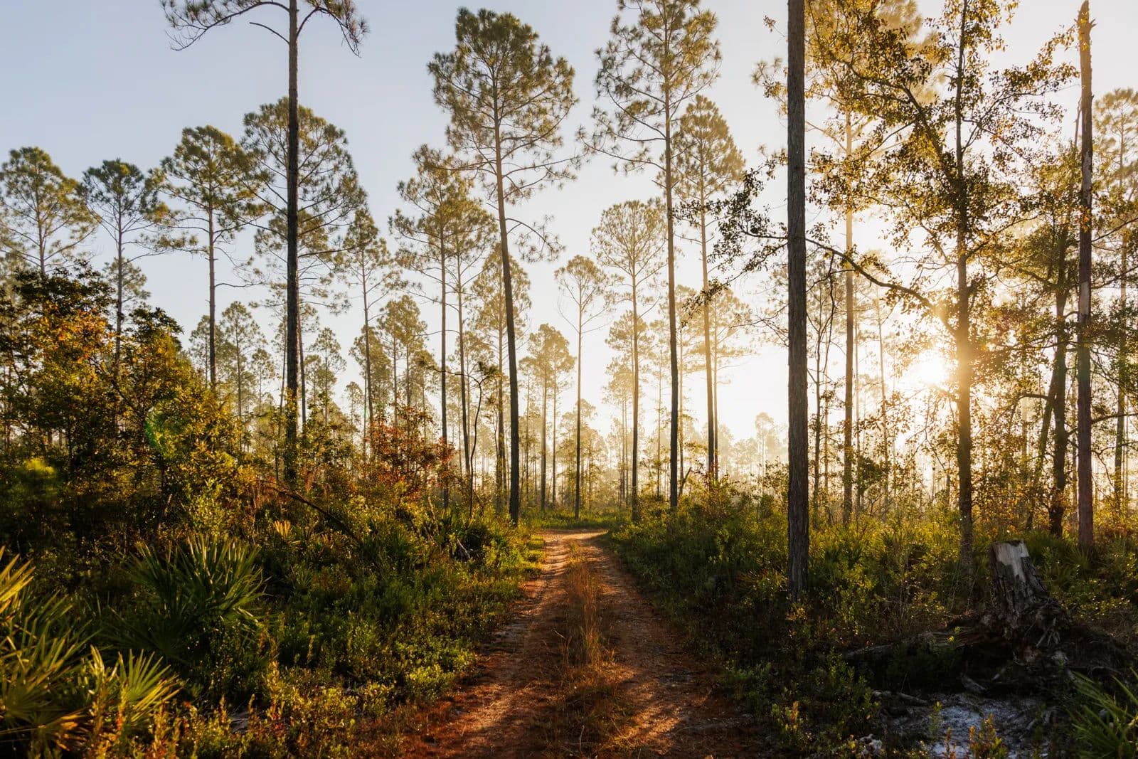 Spivey Farm - Valdosta, Georgia