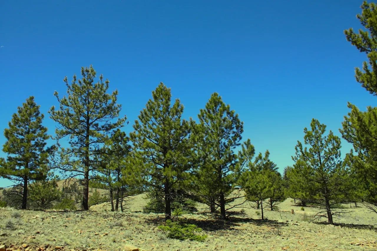Hartsel Hilltop - Hartsel, Colorado, 80449