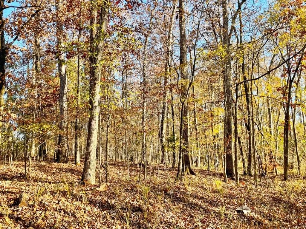 Jasper Co. Bargain Tract - Hillsboro, Georgia, 31038