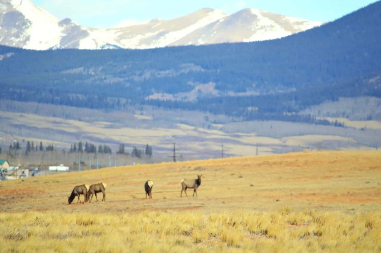 Elk Alpine Haven - Fairplay, Colorado, 80440