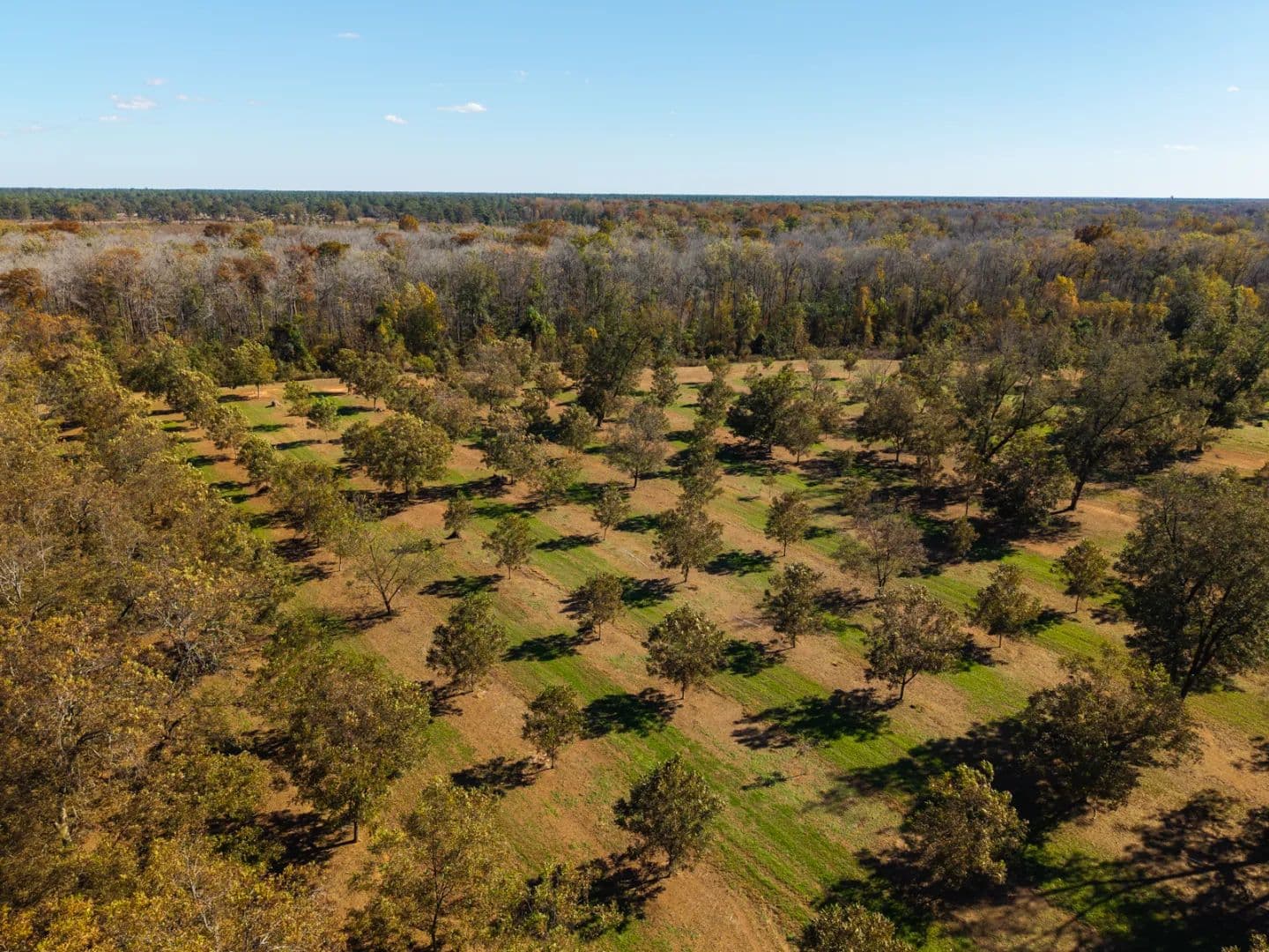 Graham Pecan Farm - Leary, Georgia, 39862