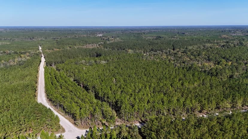 Pine Haven Plantation – 197± Acres of Prime Timber & Hunting Land Near Folkston, GA