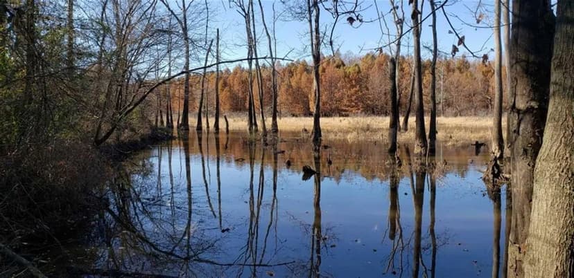 250+ AG LAND :TN RIVER BOTTOM. NATURAL SLOUGH, DUCK, DEER AND TURKEY