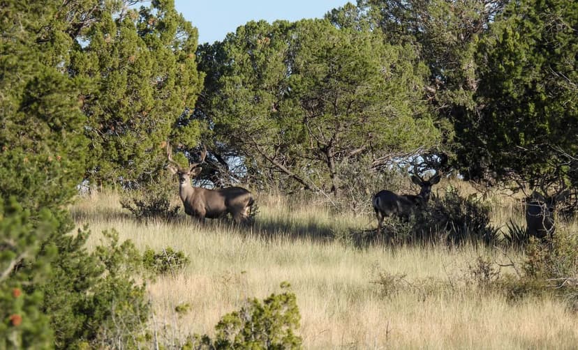 Alamo Canyon Hunting Ranch