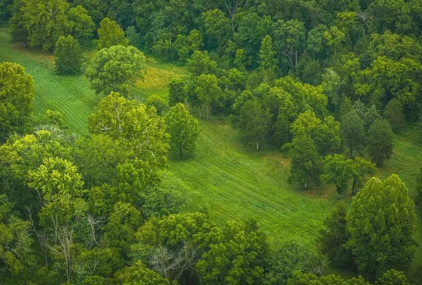 The Little Piney 160