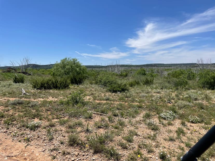 New Listing!! 75 Acres, Taylor County