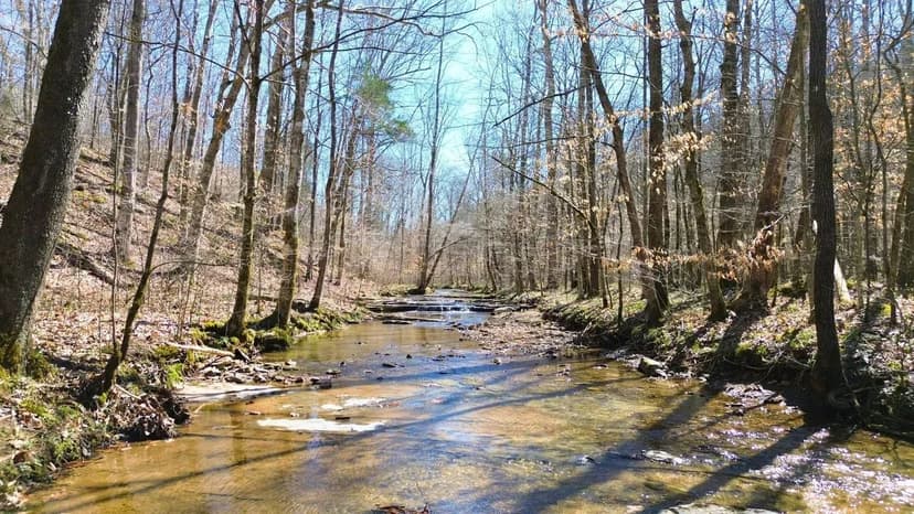Buck Branch - 63 Acres