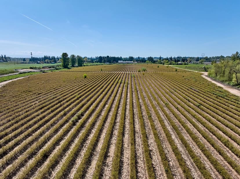 Hazelnut and Blueberry Farm Canby Oregon