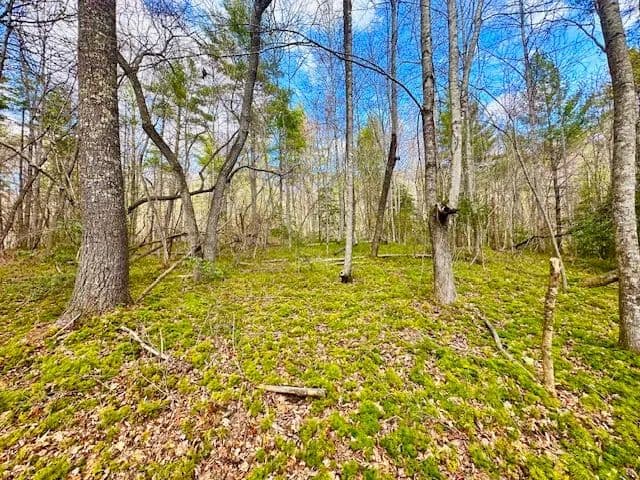 98-Acres of Recreational & Hunting Land for Sale in Sunbright, TN