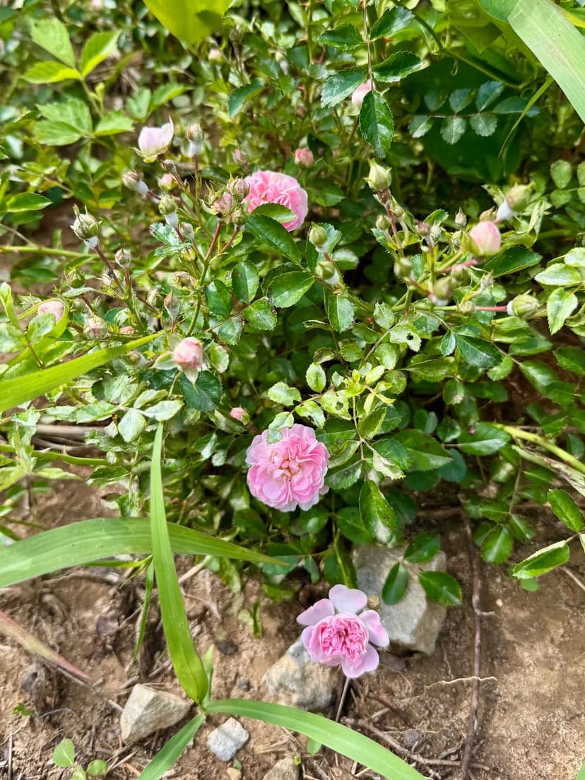 25.91 Acres in Hardeman County, TN