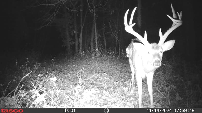 41± Acre Secluded Hunting Tract for Sale – Saline County