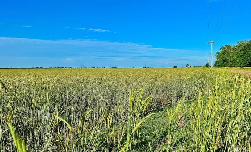Northwest Pratt Co., KS 80