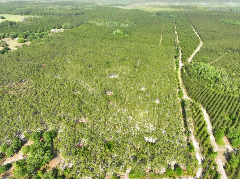 15 +/- Ac Recreational Timberland for Sale in Charlton County, GA