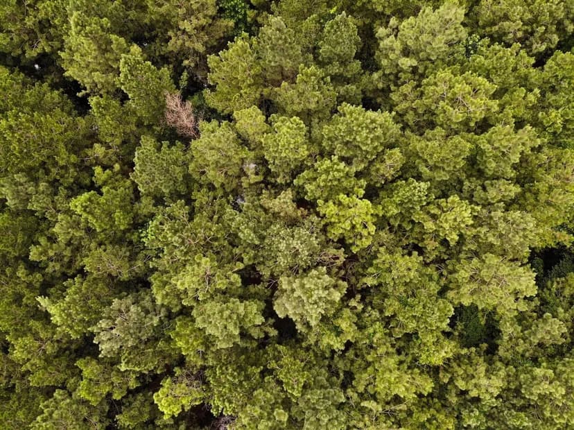 Jess Lyons Road Lot 3 - 8 acres