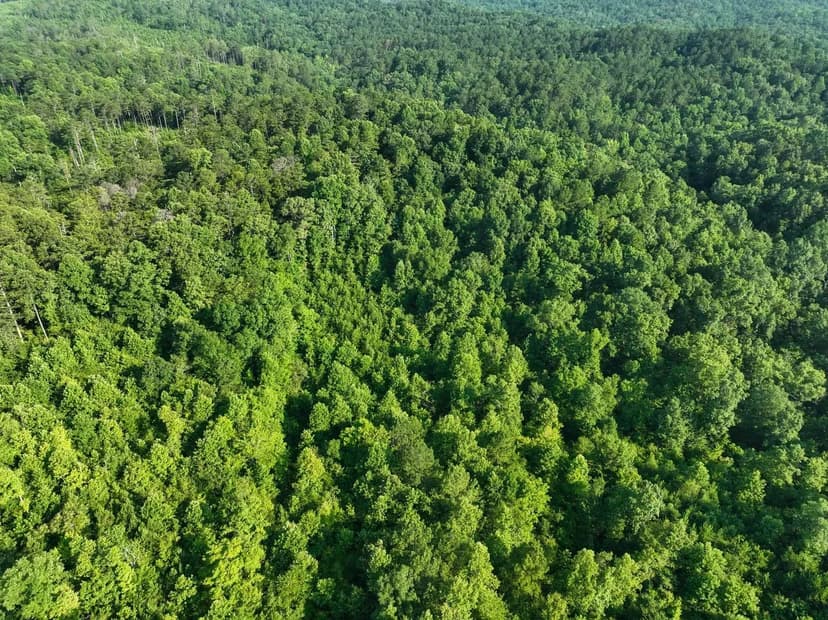 59 +/- Acres of Hunting Land in Cleburne County