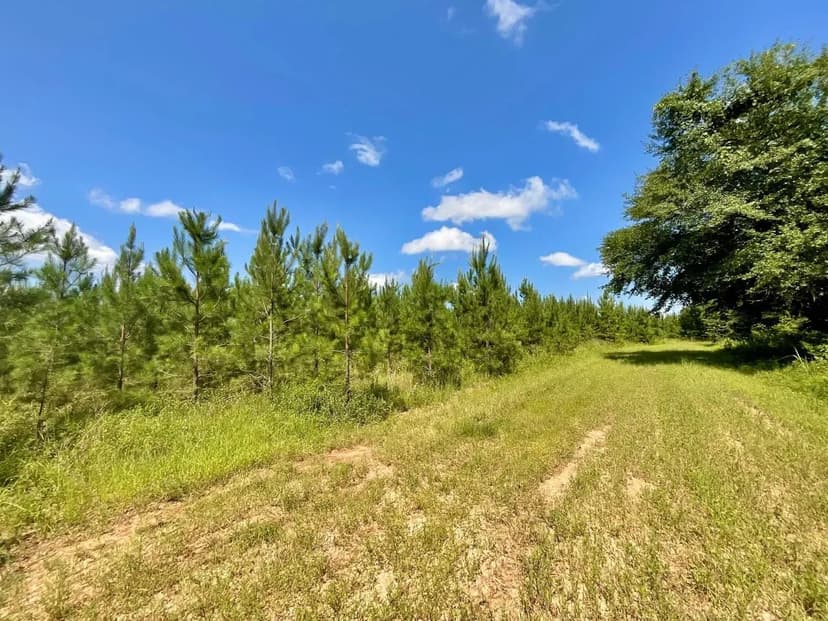 73.5 Acres Randolph Co