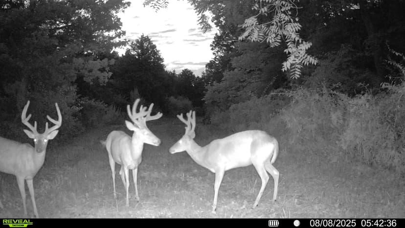 Diverse 90.62± Acre Property Near St. James for Sale: Perfect for Living, Recreation, and Hunting