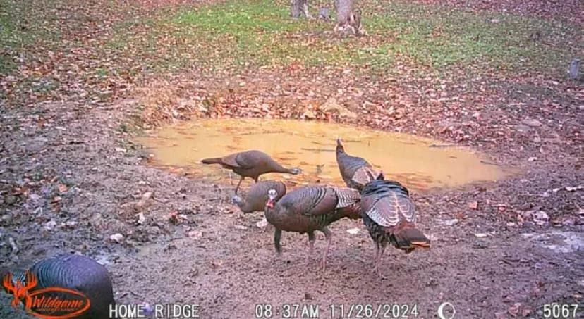 Potts Hill Rd - 45 acres