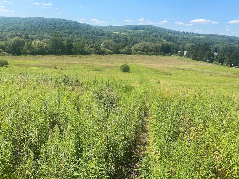 101 acres Timberland and Farmland with Barns, Hunting Land and Creek in Cuba NY 4648 Route 305 S