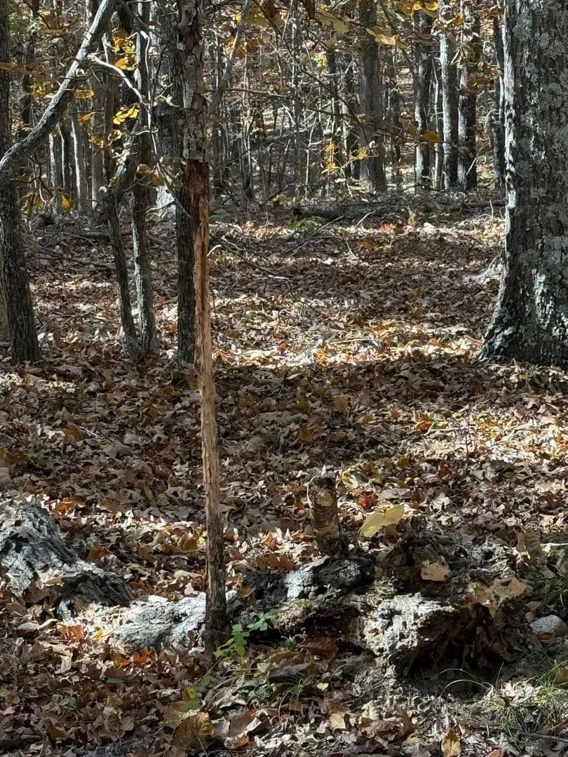 230+/- Acres For Sale in Carter Co.