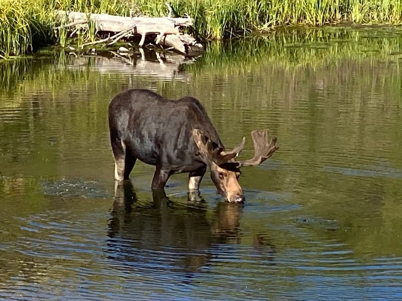 Premier Colorado Wilderness Lodge & Big Game Outfitter for Sale