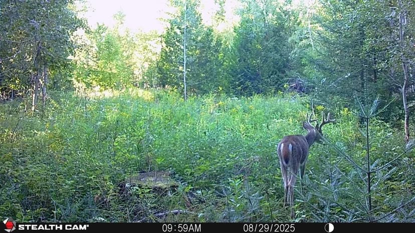 Modern Log Cabin Home on Expansive 82-Acre Estate - Alpena County, Michigan