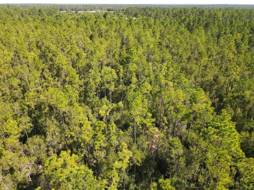 Timber Land - CR 274