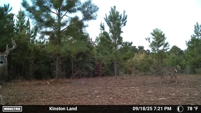 UNDER CONTRACT!! 34.98 Acres of Recreational Timberland For Sale in Lenoir County NC!