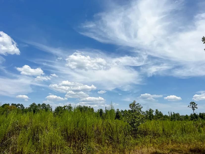 64 Acres | Sabine River Frontage | County Road 4085