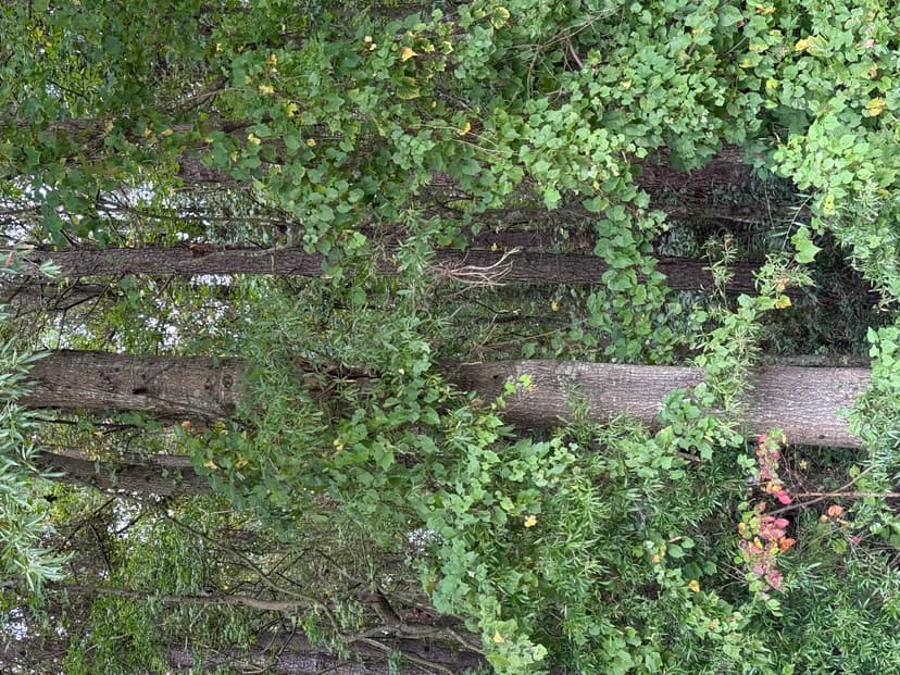 25 Acres Timber & Hunting Land for Sale in NC