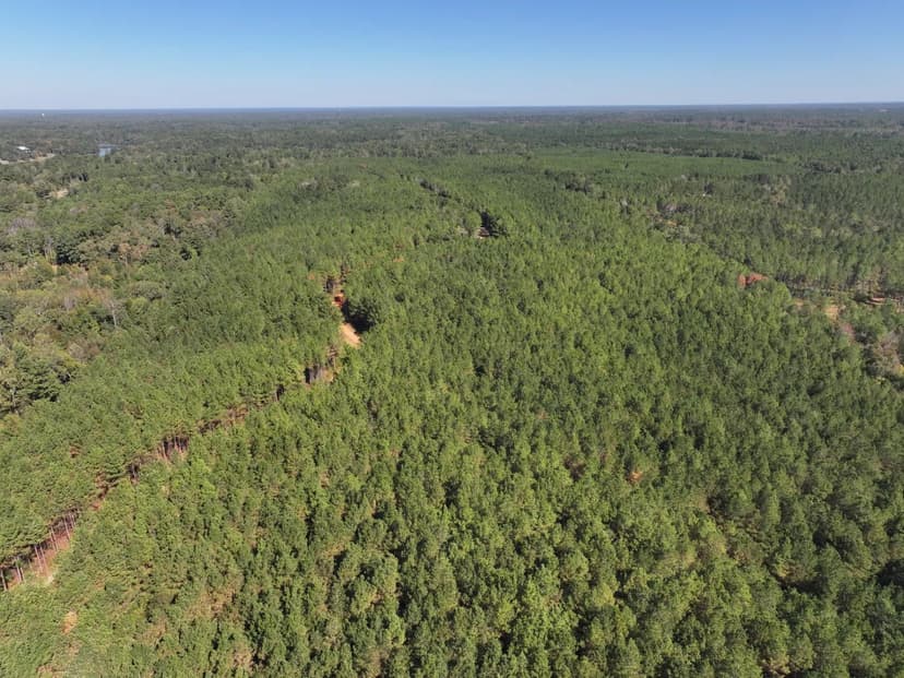 300 Acres in Lowndes County, MS