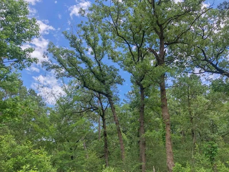 388 Acres | Lost Indian Camp Road | Tract 5302