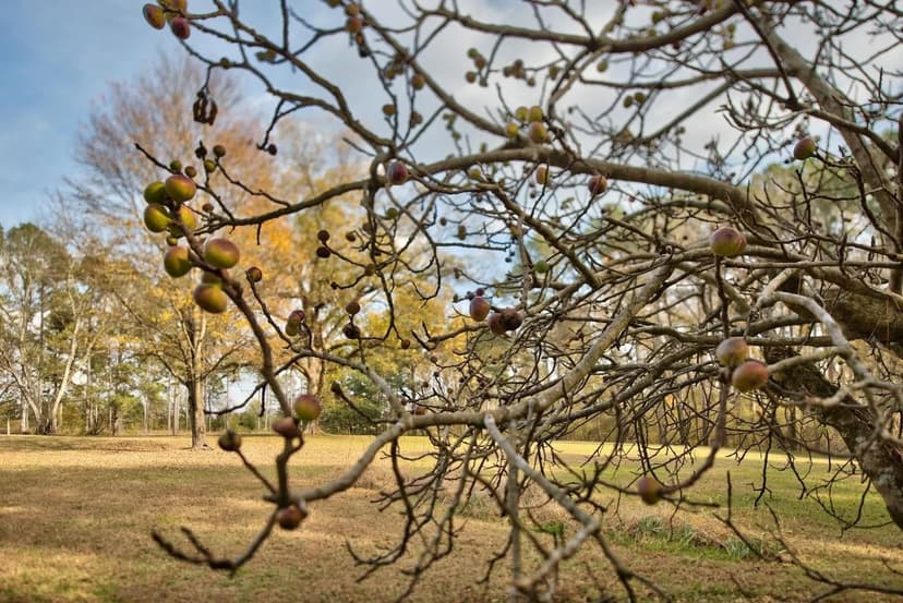 Lots & Land-Other in Madison