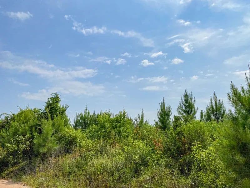 388 Acres | T-12 | Red Hollow