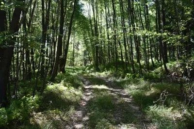 Allegheny River Vista