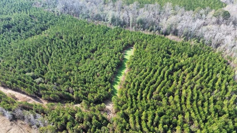 42 acres - Millport Alabama