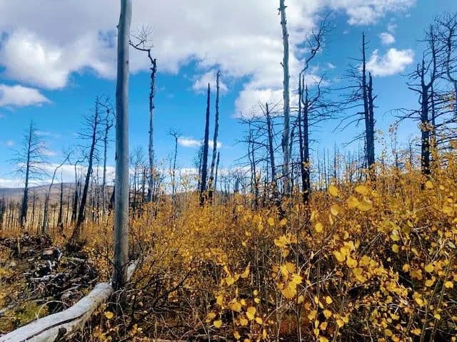 000 Galbreath Lane, Ft. Garland, CO 81133