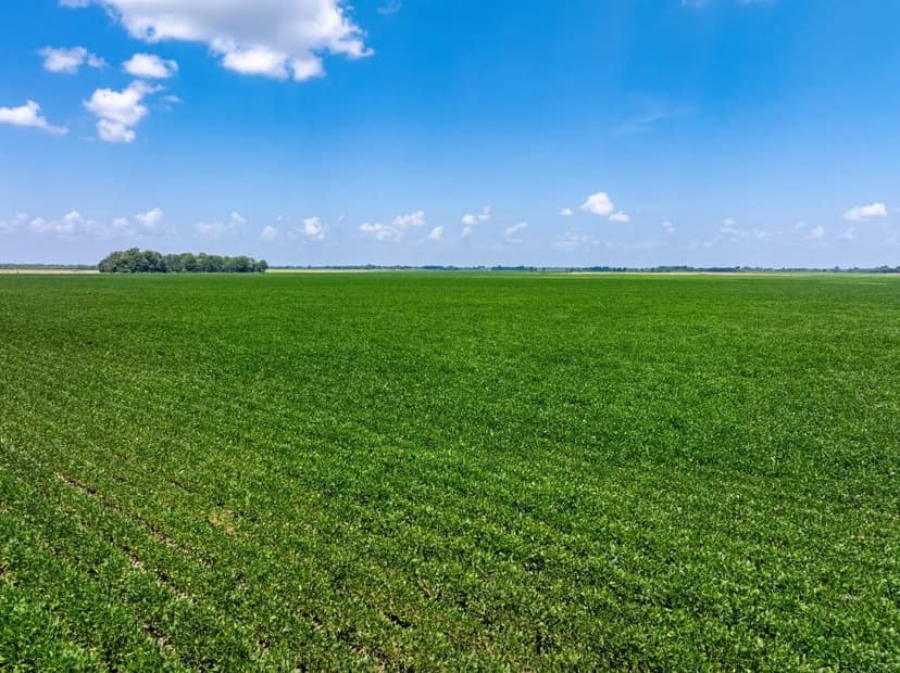 312 +/- Acre Row Crop & Hunting Farm – Alicia, AR, Lawrence County