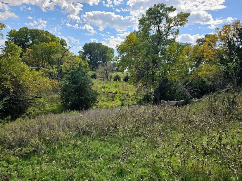 Fully Fenced Pasture with Squaw Branch & Mature Cottonwoods