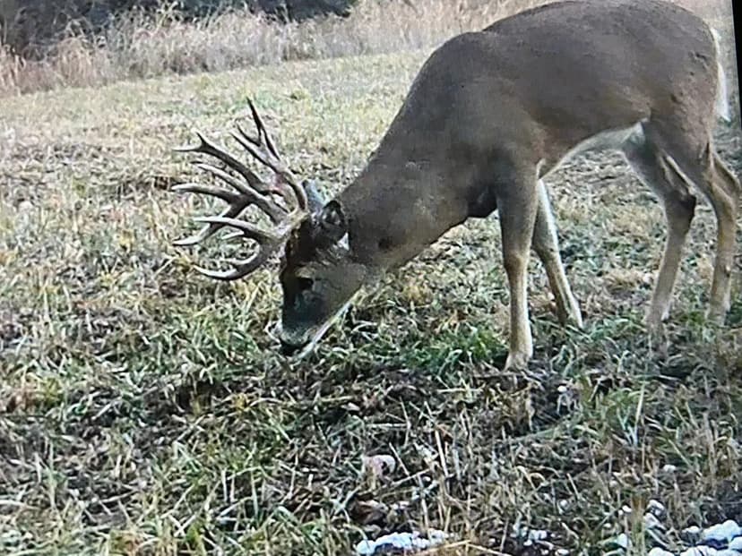 17 +/- Ac CASH FLOW INVESTMENT OPPORTUNITY ON THE CHATTAHOOCHEE RIVER!