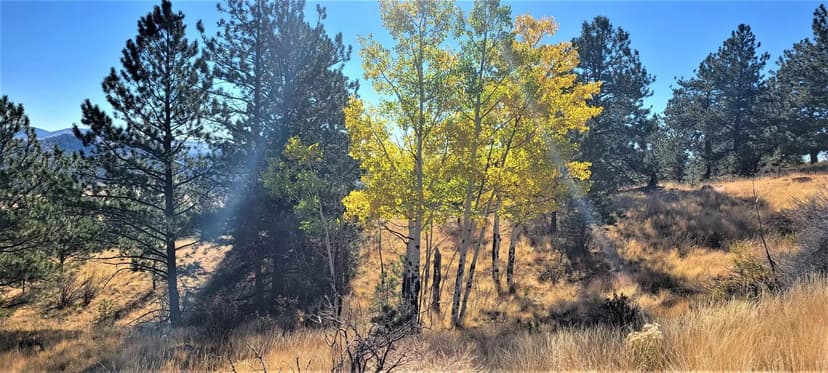 41+/- Acres in Limestone County