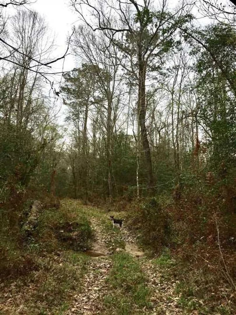 Chitto Creek, Beauregard Parish, +/- 41 Acres