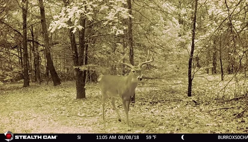 Lake Texoma area land for sale in Grayson County TX