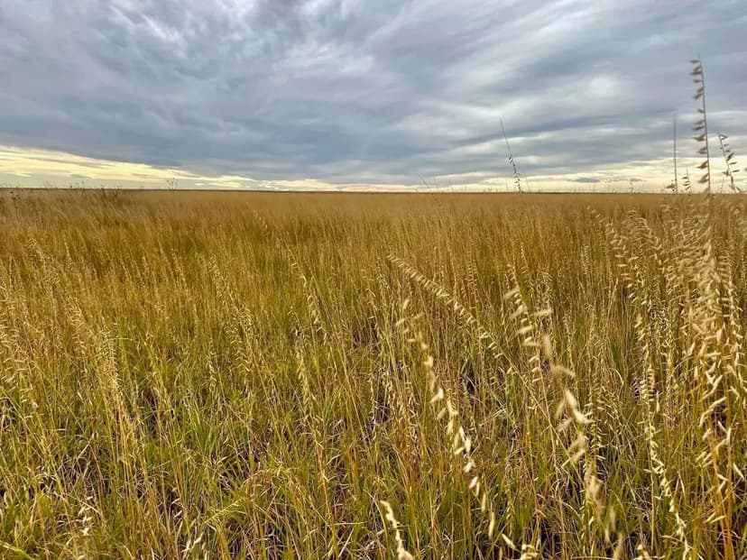 CRP Half Section with High ROI