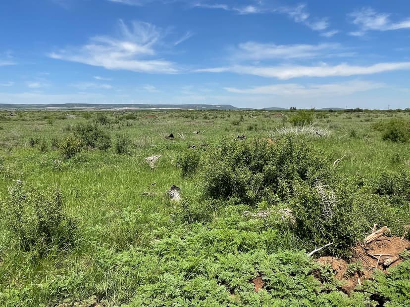 New Listing!! 25 Acres, Taylor County