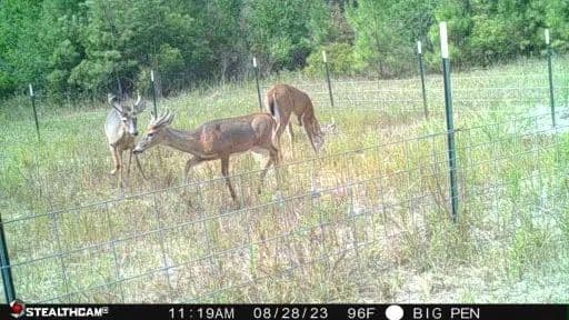 LA - Rapides 156 acres +/-