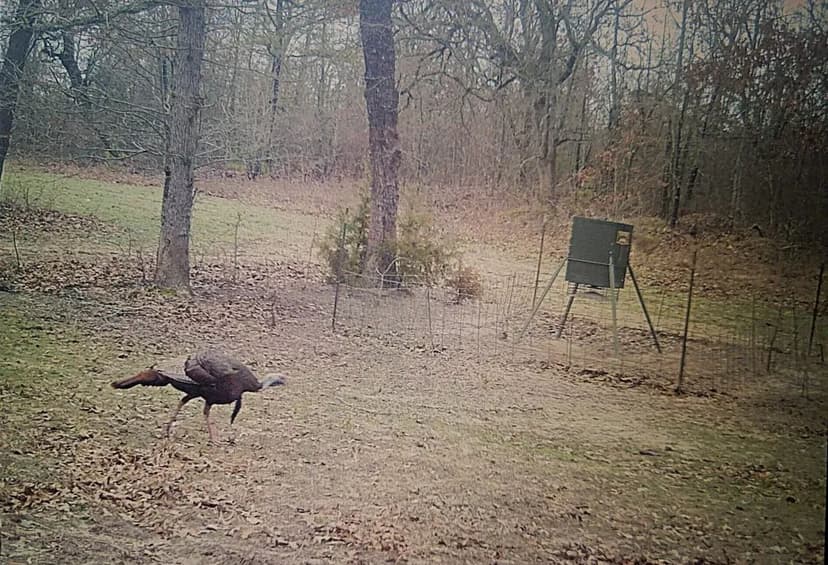 Livin' On Spring Turkey Time Property Pushmataha County, OK 160 AC