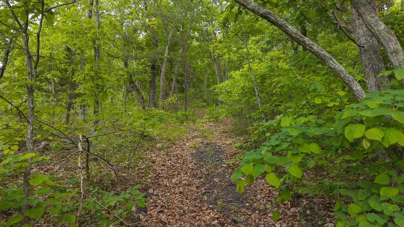 Above the Clouds: 24 Unrestricted Acres on Clinch Mountain with Views that Steal Your Breath