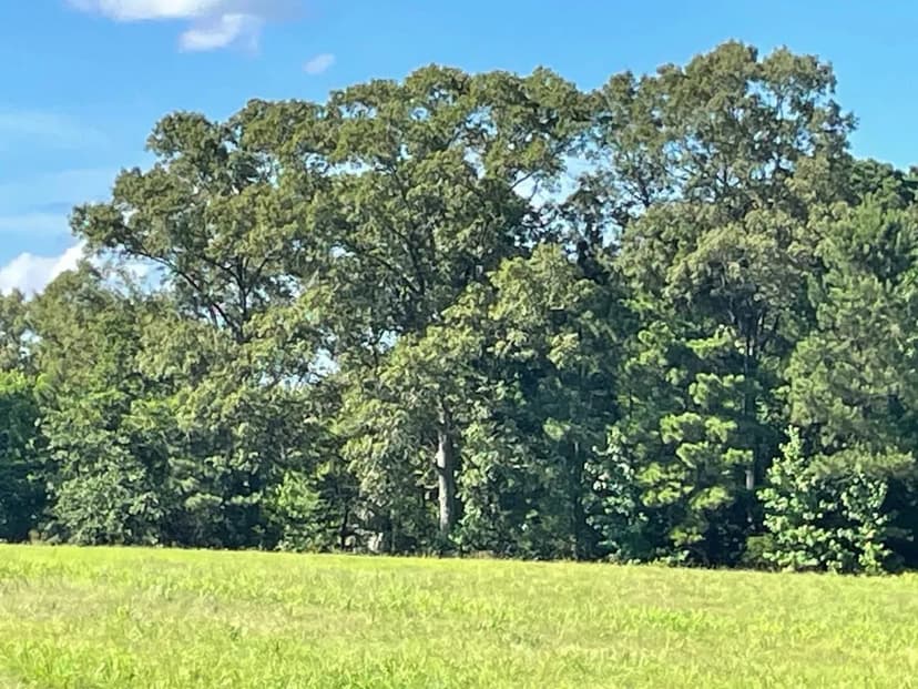 Atlanta Homestead 54